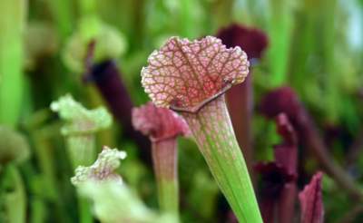 Kapitalna wystawa niezwykłych roślin - zdjęcie 27