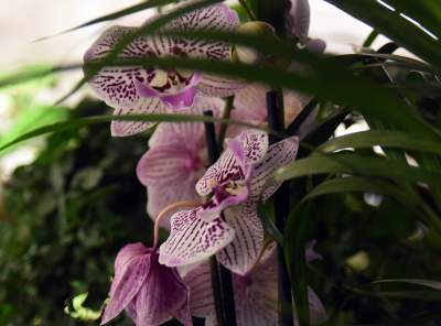 Kapitalna wystawa niezwykłych roślin - zdjęcie 15