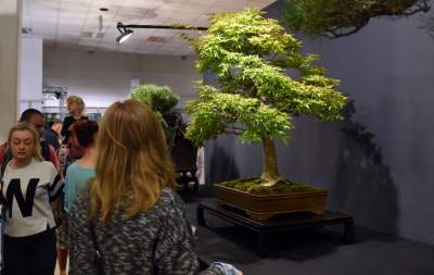 Kapitalna wystawa niezwykłych roślin - zdjęcie 8