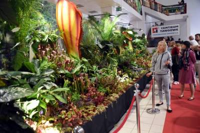 Kapitalna wystawa niezwykłych roślin - zdjęcie 1