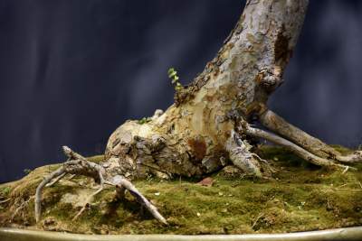 Kapitalna wystawa niezwykłych roślin - zdjęcie 10