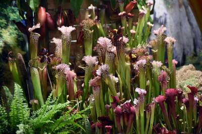 Kapitalna wystawa niezwykłych roślin - zdjęcie 2