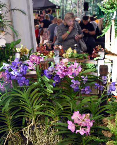 Kapitalna wystawa niezwykłych roślin - zdjęcie 6