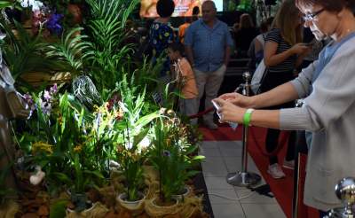 Kapitalna wystawa niezwykłych roślin - zdjęcie 5