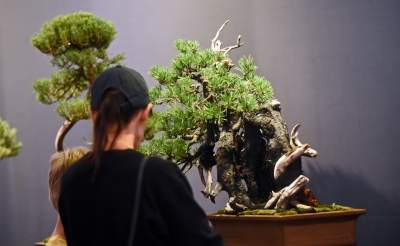 Kapitalna wystawa niezwykłych roślin - zdjęcie 37