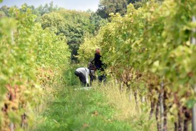 Jesień w najpiękniejszej polskiej winnicy... - zdjęcie 16