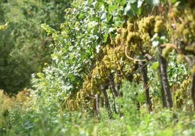 Jesień w najpiękniejszej polskiej winnicy... - zdjęcie 13