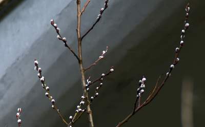 Jakby się ktoś pytał, to mamy w Krakowie środek zimy - zdjęcie 16