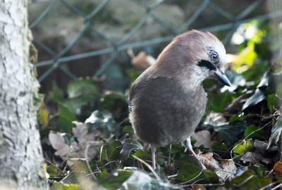 Jakby się ktoś pytał, to mamy w Krakowie środek zimy - zdjęcie 1