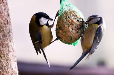 Jakby się ktoś pytał, to mamy w Krakowie środek zimy - zdjęcie 13