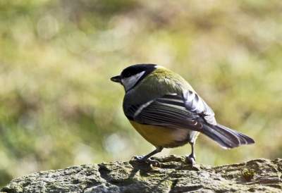 Jakby się ktoś pytał, to mamy w Krakowie środek zimy - zdjęcie 11