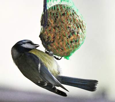 Jakby się ktoś pytał, to mamy w Krakowie środek zimy - zdjęcie 5