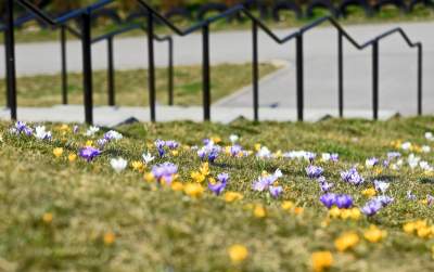 Krokusy na wirusy. Świat jest piękny, na przekór złym wiadomościom - zdjęcie 29
