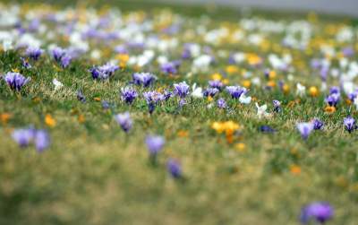 Krokusy na wirusy. Świat jest piękny, na przekór złym wiadomościom - zdjęcie 26