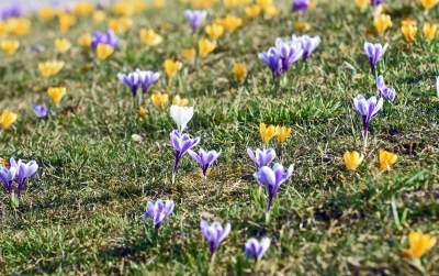 Krokusy na wirusy. Świat jest piękny, na przekór złym wiadomościom - zdjęcie 32