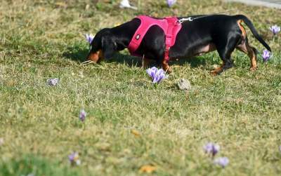 Krokusy na wirusy. Świat jest piękny, na przekór złym wiadomościom - zdjęcie 25
