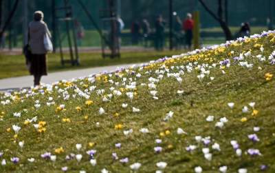 Krokusy na wirusy. Świat jest piękny, na przekór złym wiadomościom - zdjęcie 18