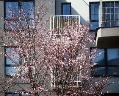 A na zewnątrz robi się coraz piękniej... - zdjęcie 2