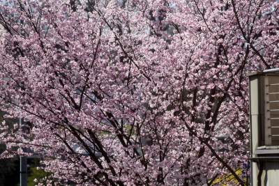A na zewnątrz robi się coraz piękniej... - zdjęcie 10