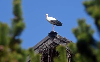Przylatuje do Nowej Huty od 17 lat, witany jak celebryta - zdjęcie 3