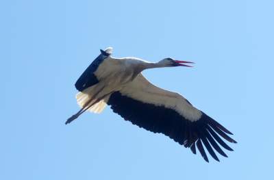 Przylatuje do Nowej Huty od 17 lat, witany jak celebryta - zdjęcie 17