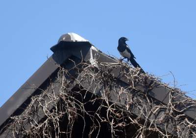 Przylatuje do Nowej Huty od 17 lat, witany jak celebryta - zdjęcie 27