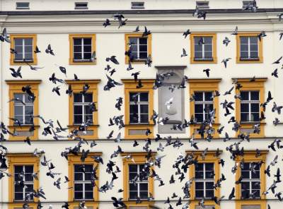 Sceny jak z "Ptaków" Alfreda Hitchcocka, głodne i spragnione - zdjęcie 22