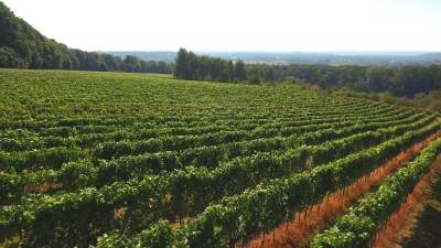 Tutaj świętują 11 listopada butelkami szczególnego wina - zdjęcie 9