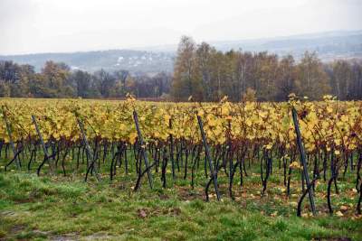 Tutaj świętują 11 listopada butelkami szczególnego wina - zdjęcie 8