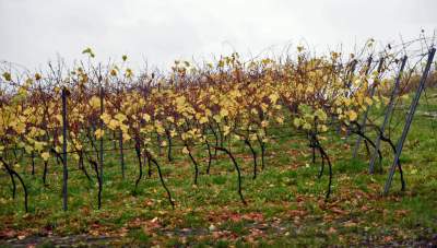 Tutaj świętują 11 listopada butelkami szczególnego wina - zdjęcie 2