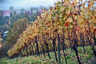 Tutaj świętują 11 listopada butelkami szczególnego wina - zdjęcie 5