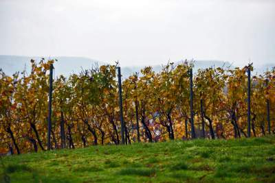 Tutaj świętują 11 listopada butelkami szczególnego wina - zdjęcie 7