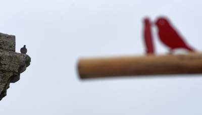 Drzewko emausowe na Rynku - zdjęcie 24