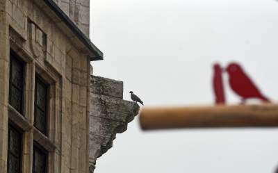 Drzewko emausowe na Rynku - zdjęcie 23