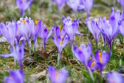 Krokusowa polana w Gorcach - zdjęcie 14