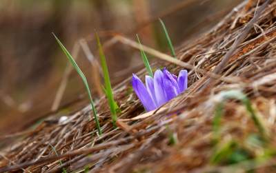 Krokusowa polana w Gorcach - zdjęcie 24
