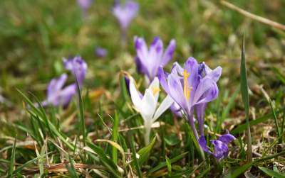 Krokusowa polana w Gorcach - zdjęcie 5