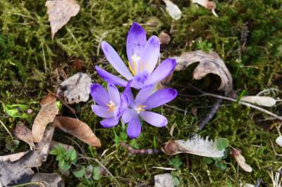 Krokusowa polana w Gorcach - zdjęcie 15