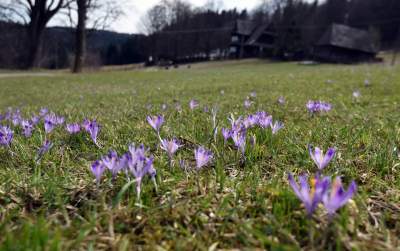 Krokusowa polana w Gorcach - zdjęcie 4