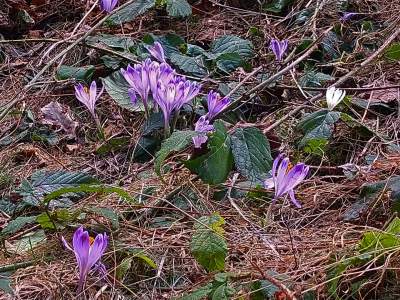 Krokusowa polana w Gorcach - zdjęcie 3