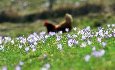 Krokusowa polana w Gorcach - zdjęcie 7
