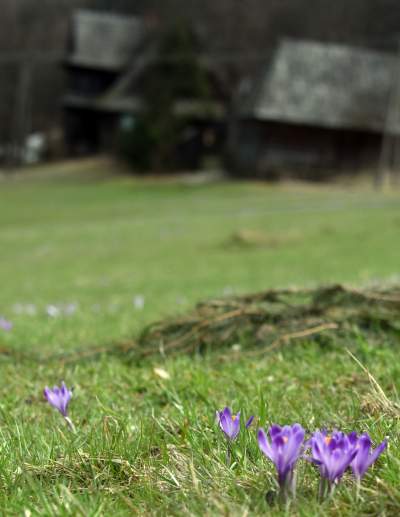 Krokusowa polana w Gorcach - zdjęcie 22