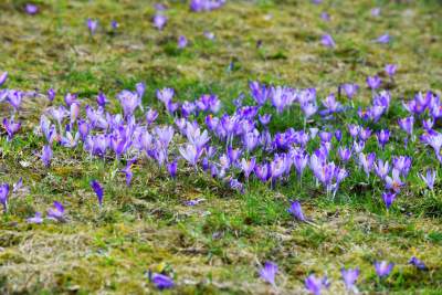 Krokusowa polana w Gorcach - zdjęcie 16
