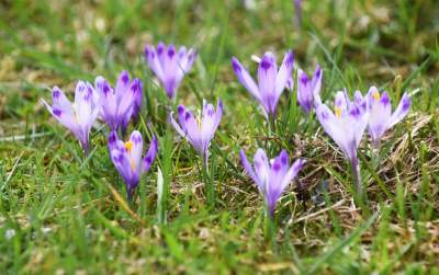 Krokusowa polana w Gorcach - zdjęcie 10