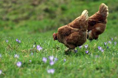 Krokusowa polana w Gorcach - zdjęcie 8