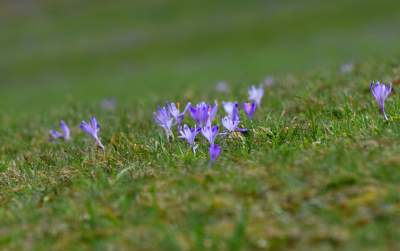 Krokusowa polana w Gorcach - zdjęcie 23