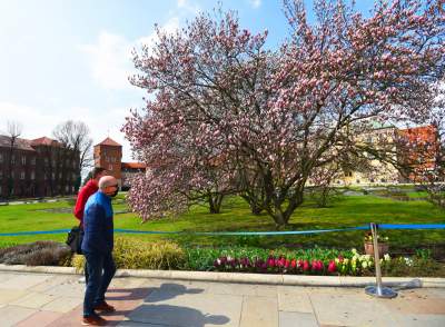 Wawelskie magnolie, najbardziej spektakularny zwiastun wiosny - zdjęcie 12