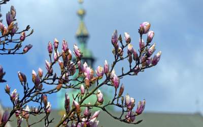 Wawelskie magnolie, najbardziej spektakularny zwiastun wiosny - zdjęcie 1