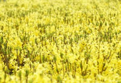 „Żółte morze" w Alejach Trzech Wieszczów - zdjęcie 4