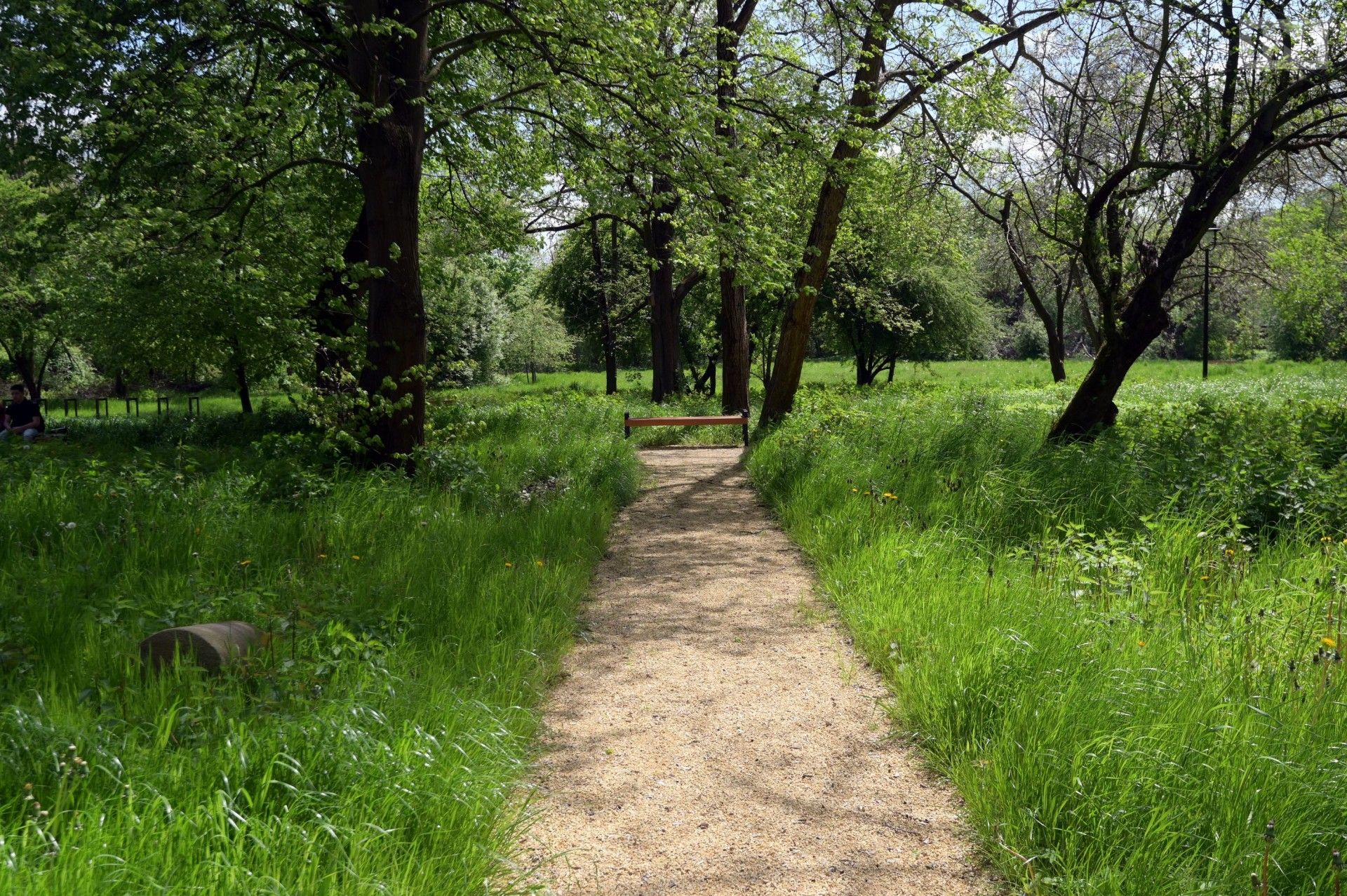 Co z koszeniem trawy w Krakowie? Urzędnicy wyjaśniają
